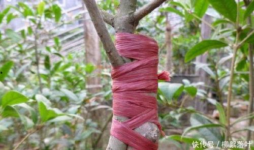 桂花怎样嫁接视频,视频教程详解