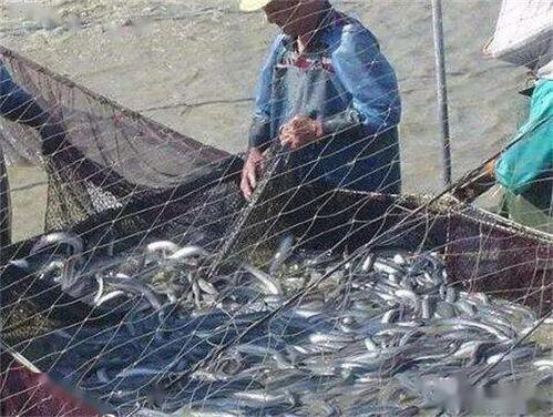 夜捕鳗鱼苗视频,揭秘神秘鳗鱼苗夜捕过程