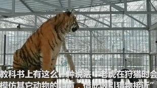 动物叫声在线视频,揭秘自然界的声声呼唤